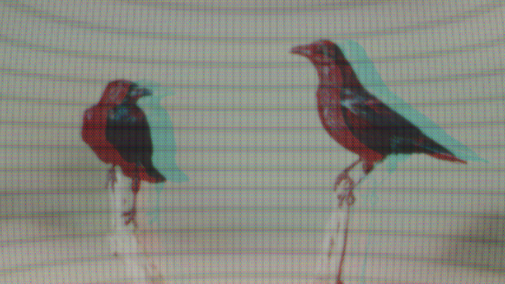 Destaque para acreditações e passes com imagem abstrata de corvos